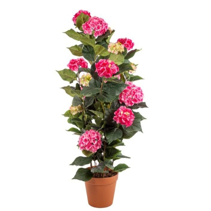 PIANTA ORTENSIE CVASO PINK